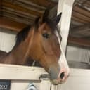 Profilbild av Rocky