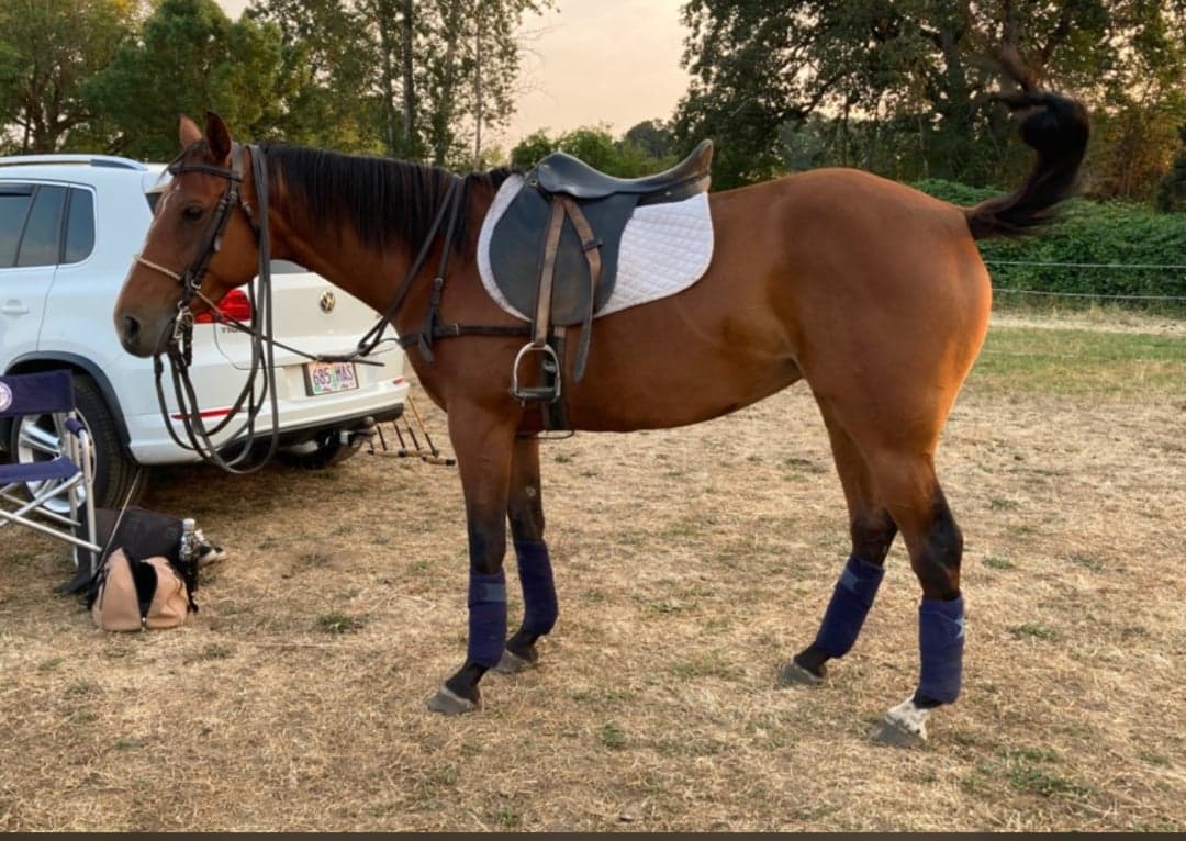 Bild 1 av Beautiful Mare