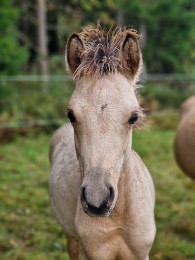 Inlägg 165 av Allround med titeln Sugarsweet