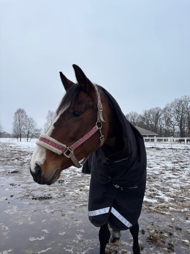 Bild 4 av Auburn Daisy Lady