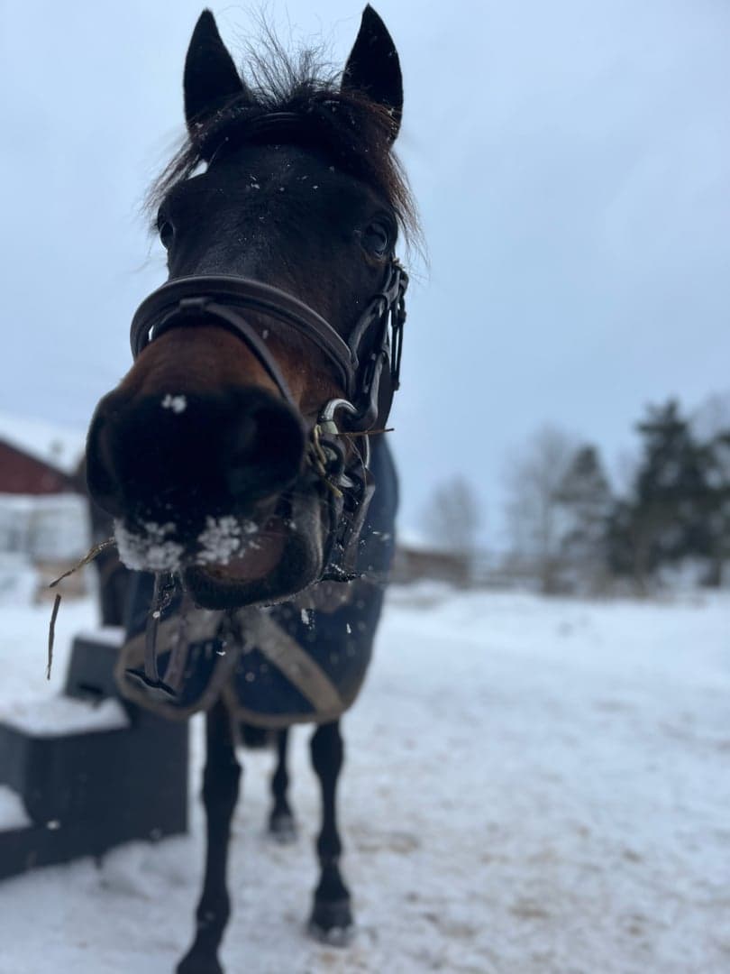 Bild 1 av Willow Grove Lady