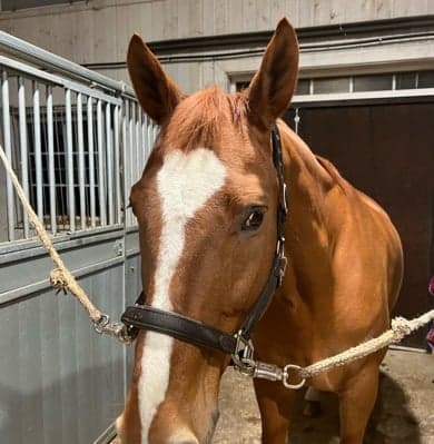 Image 1 of Bournonville "Bosse"