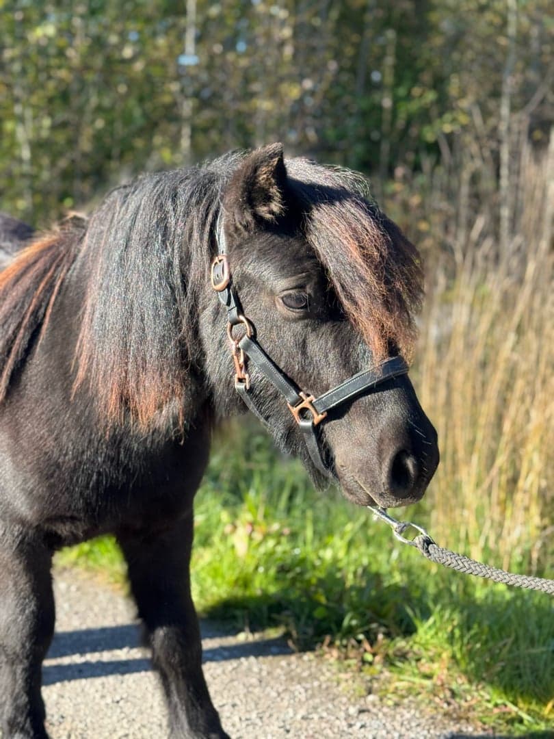 Image 1 of Kilskogens Utopi