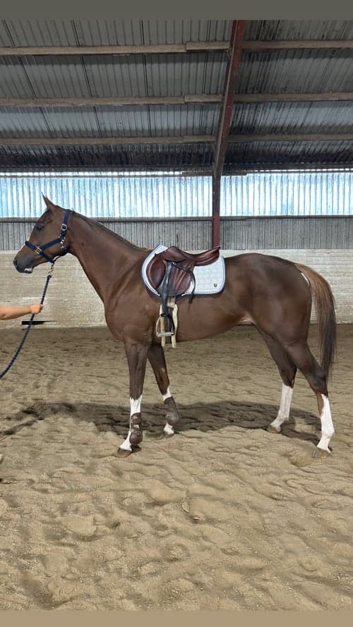 Bild av Blivande fälttävlansstjärna