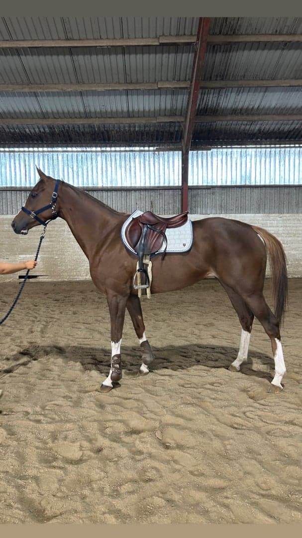 Bild 2 av Just Royal