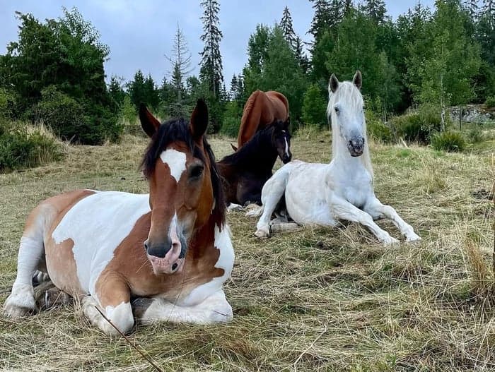 Media 2 av Hyr en häst/ponny under höst- & vinterperiod eller helår
