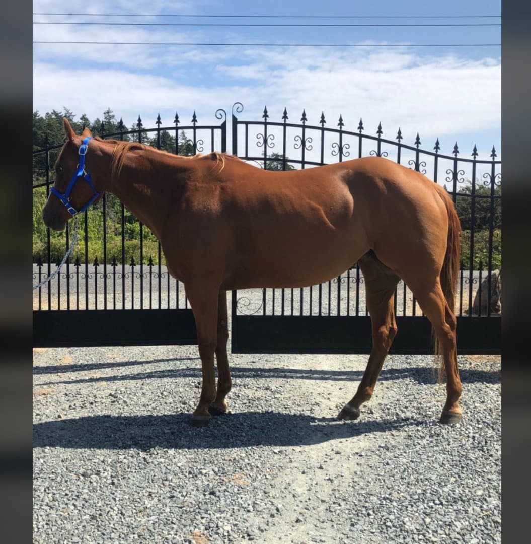 Bild 1 av 7-årigt APHA-sto