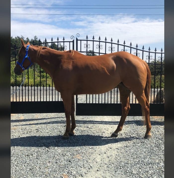 Media 1 av 7-årigt APHA-sto