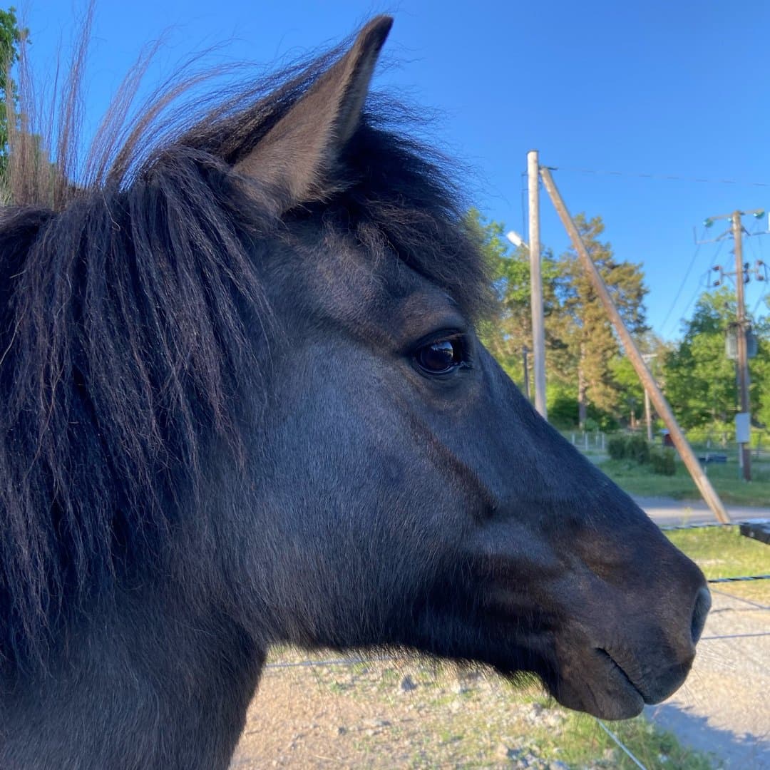 Bild 1 av Mýsla från Edeby Gård