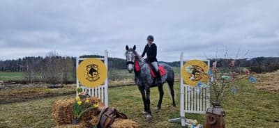 Inlägg 3 av Partbred Connemara med titeln Min duktiga tjej