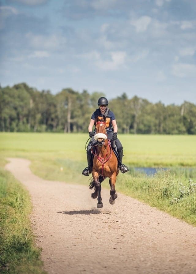 Media 1 av Siglavy Zessan