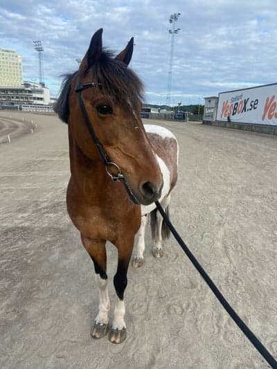 Inlägg 19 av Okänd Ras med titeln Sam⭐️