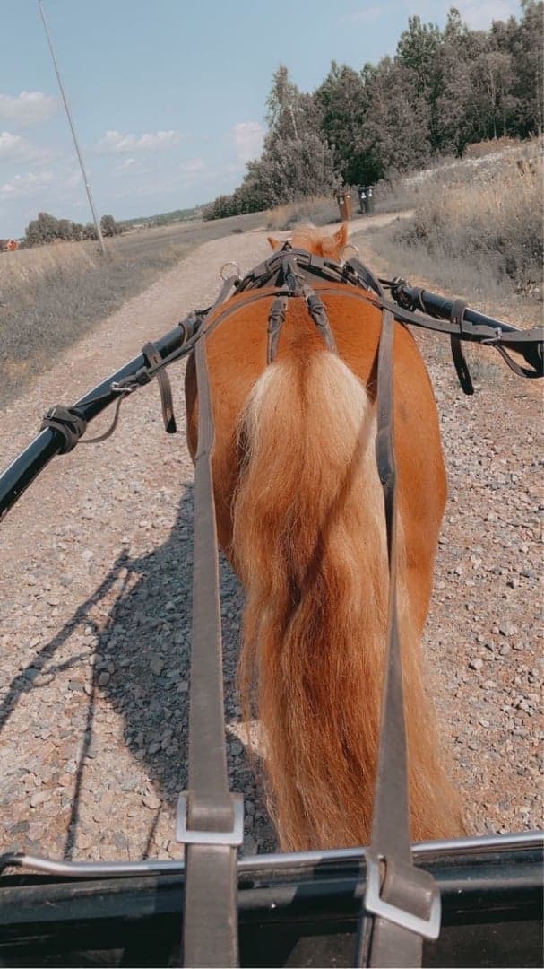 Bild 1 av Busebo Dante