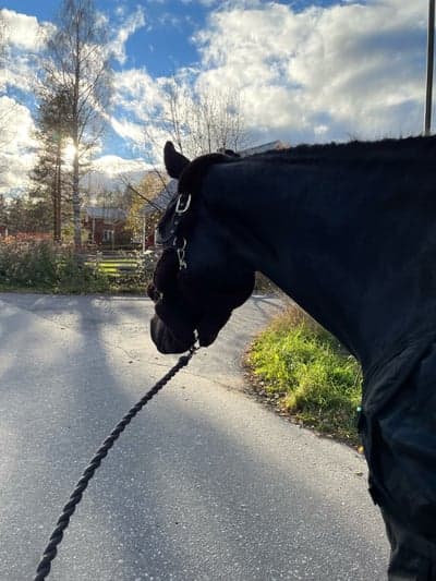 Inlägg 2 av Oldenburger med titeln ”Dollar” 