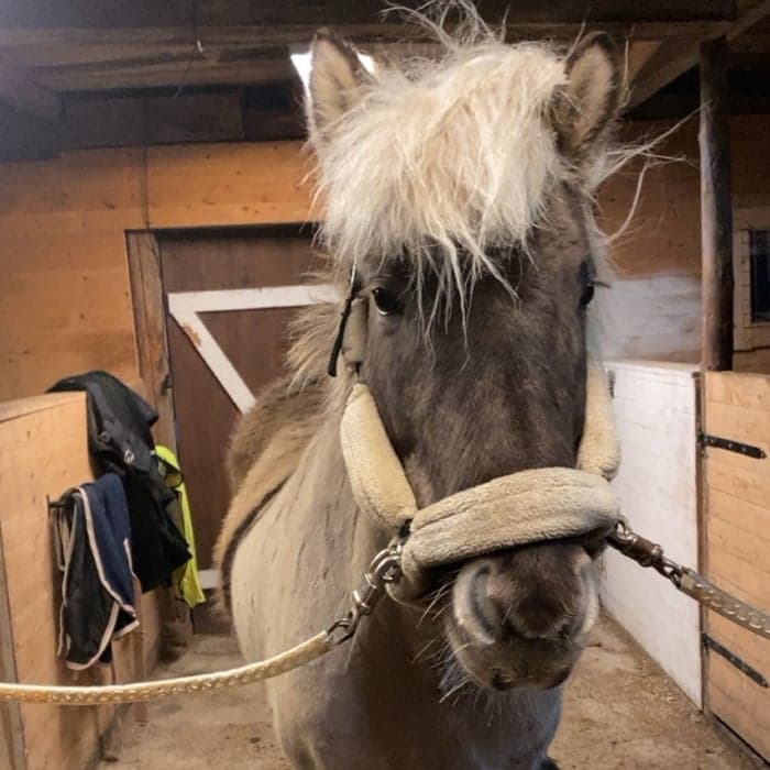 Media 1 av Silfra-Sara