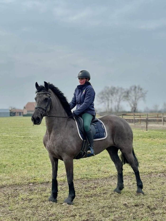 Media 3 av Frieser sto