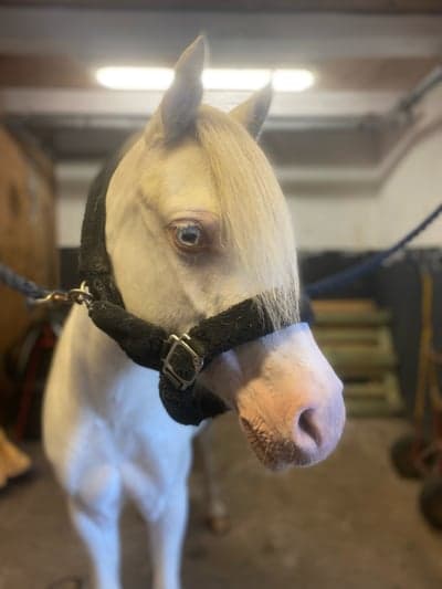 Inlägg 3 av Welsh Cob med titeln Pixi myser i stallet en regnig dag ❤️