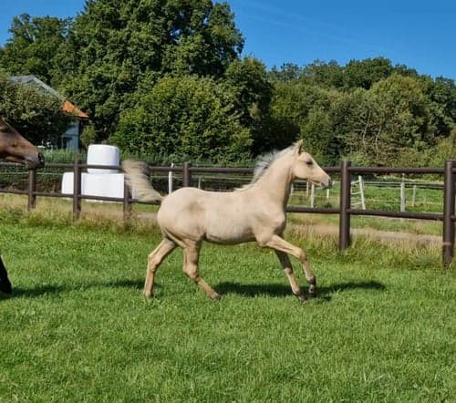 Bild av vacker D-ponny