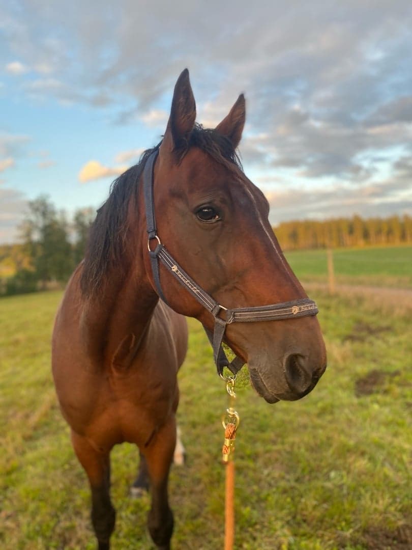 Bild 1 av Follett (CA)