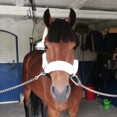 Inlägg 23 av Korsningshäst med titeln Frey