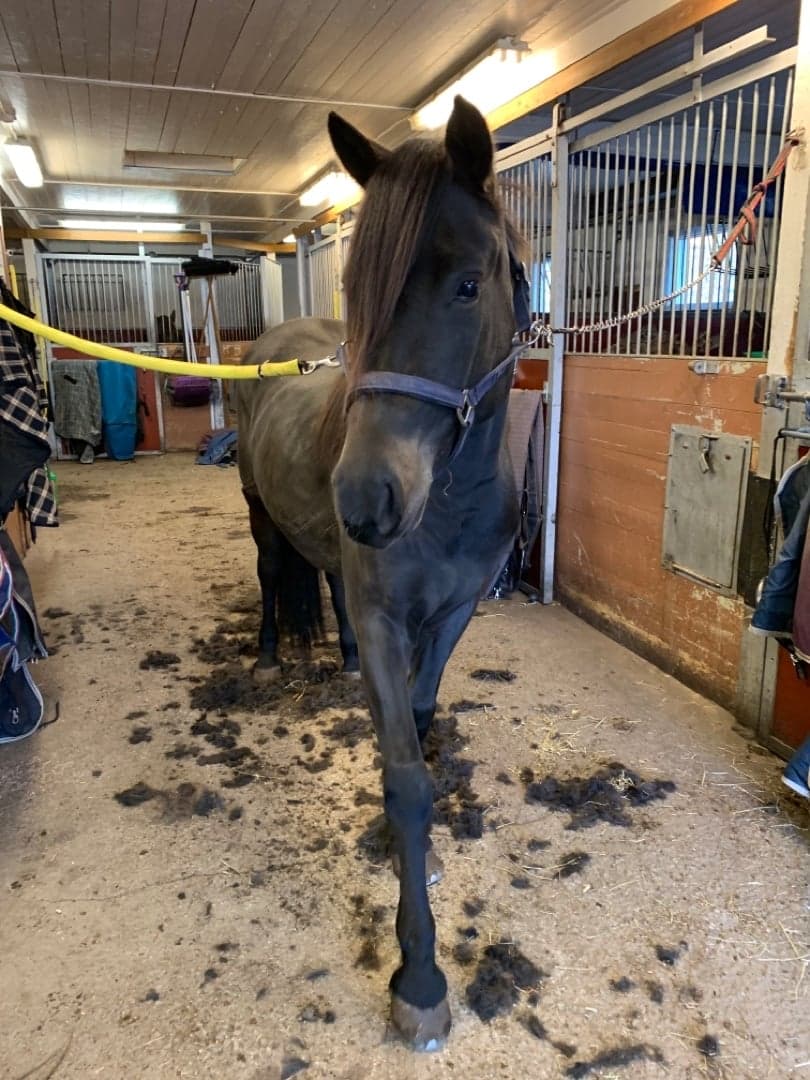 Bild 1 av Jonases korona