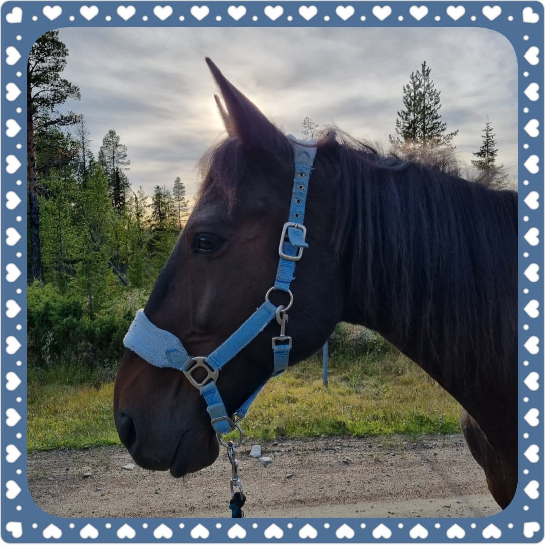 Bild 1 av Superman Carlos