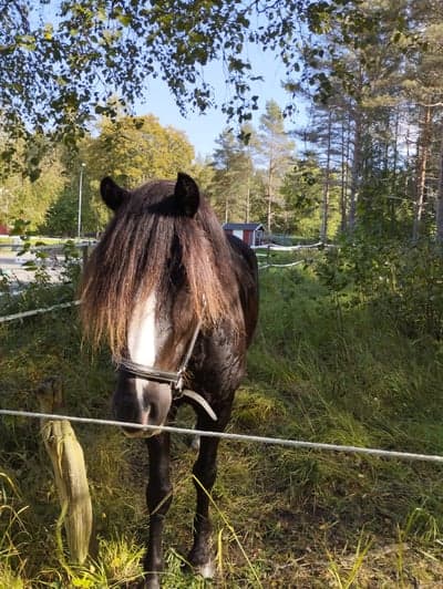 Inlägg 2 av Kallblodstravare med titeln Flyttade till oss