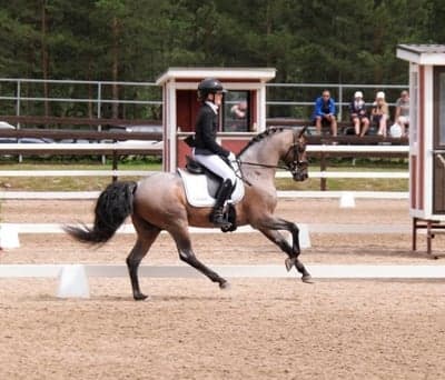 Inlägg 34 av Dressyr med titeln 3:a andra dagen på NM