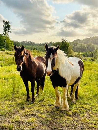 Inlägg 9 av New Forest med titeln Bete 2025 🍀