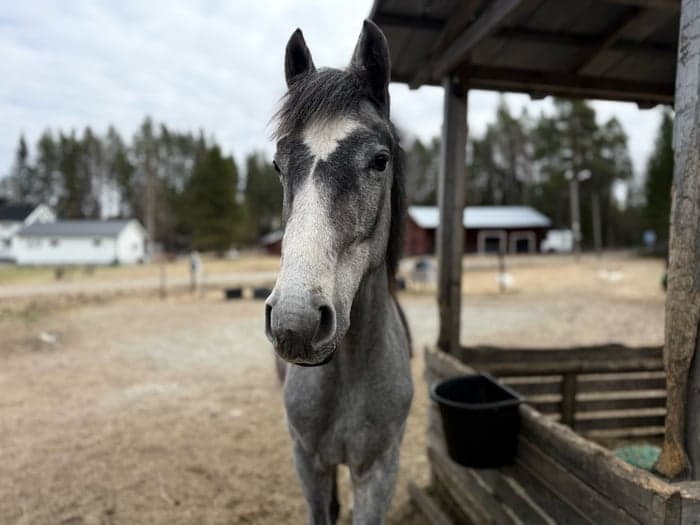 Media 3 of Otroligt trevlig åring 