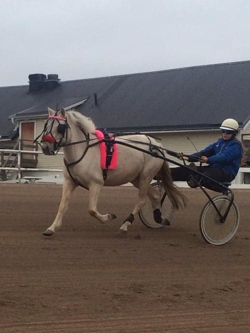 Bild av Toppstammad Allround ponny