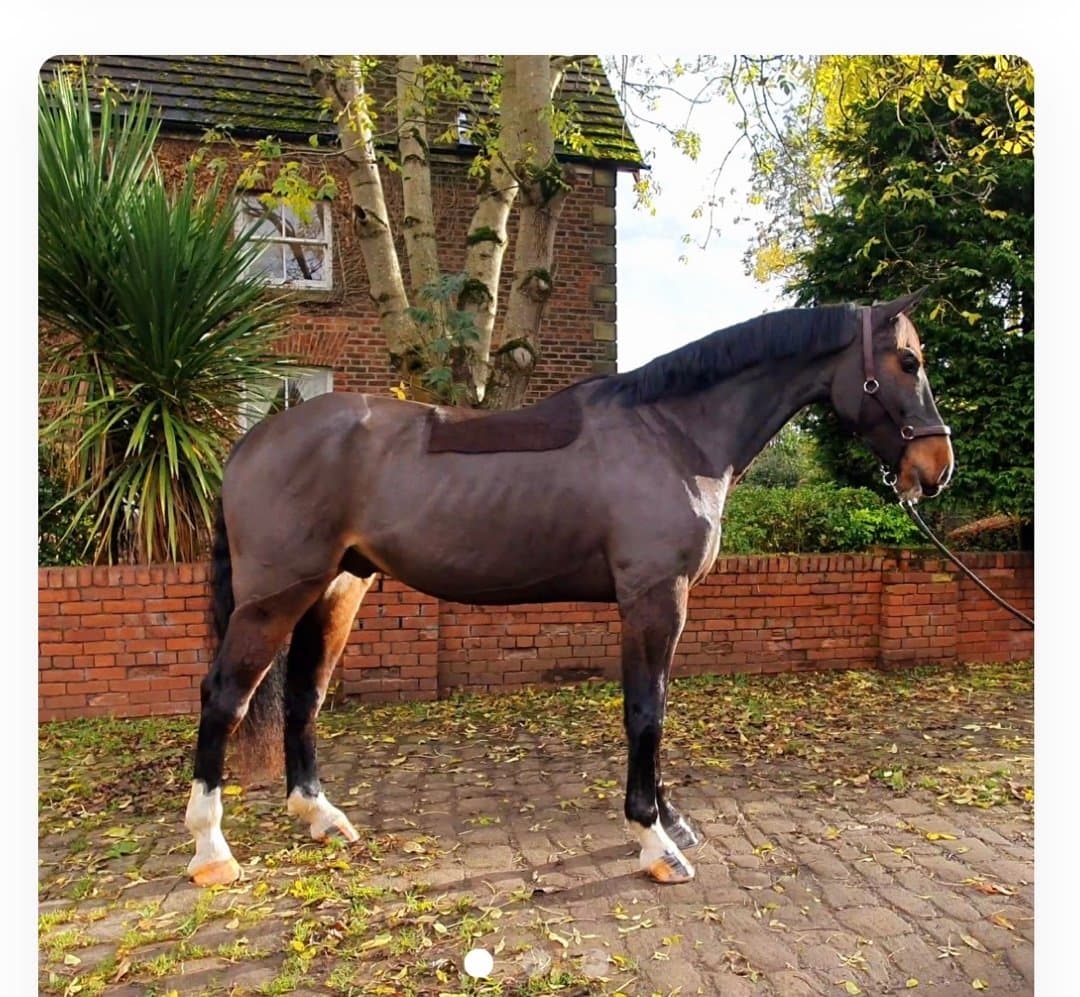 Image 1 of Oompa Loompa