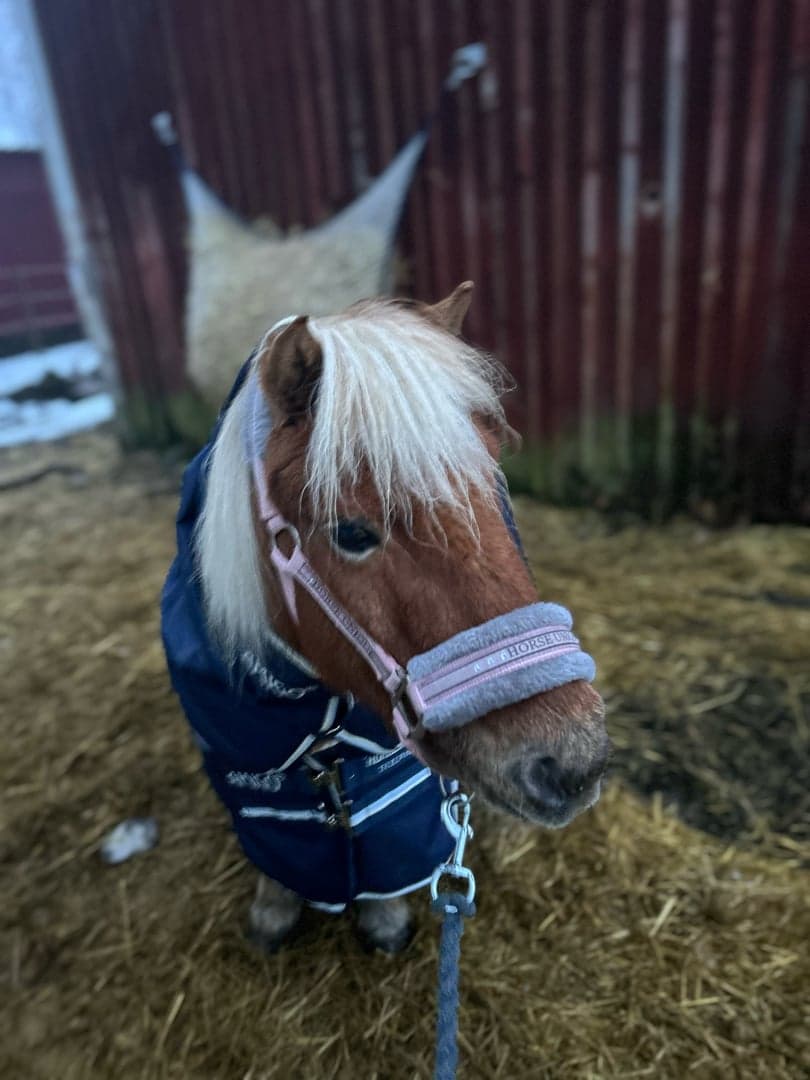 Image 1 of Millenium