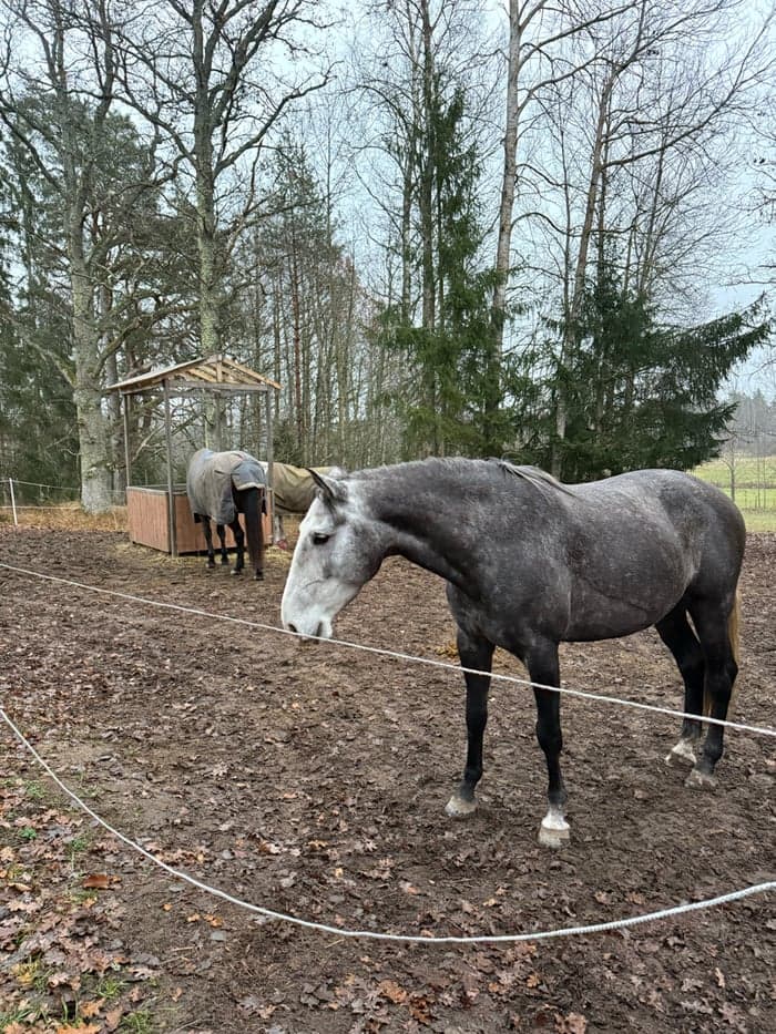 Media 9 of Piri Piri