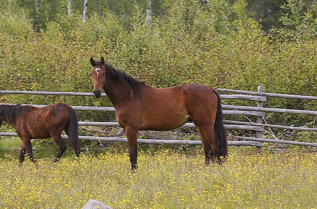 Bild 1 av Hoppstammad tvååring