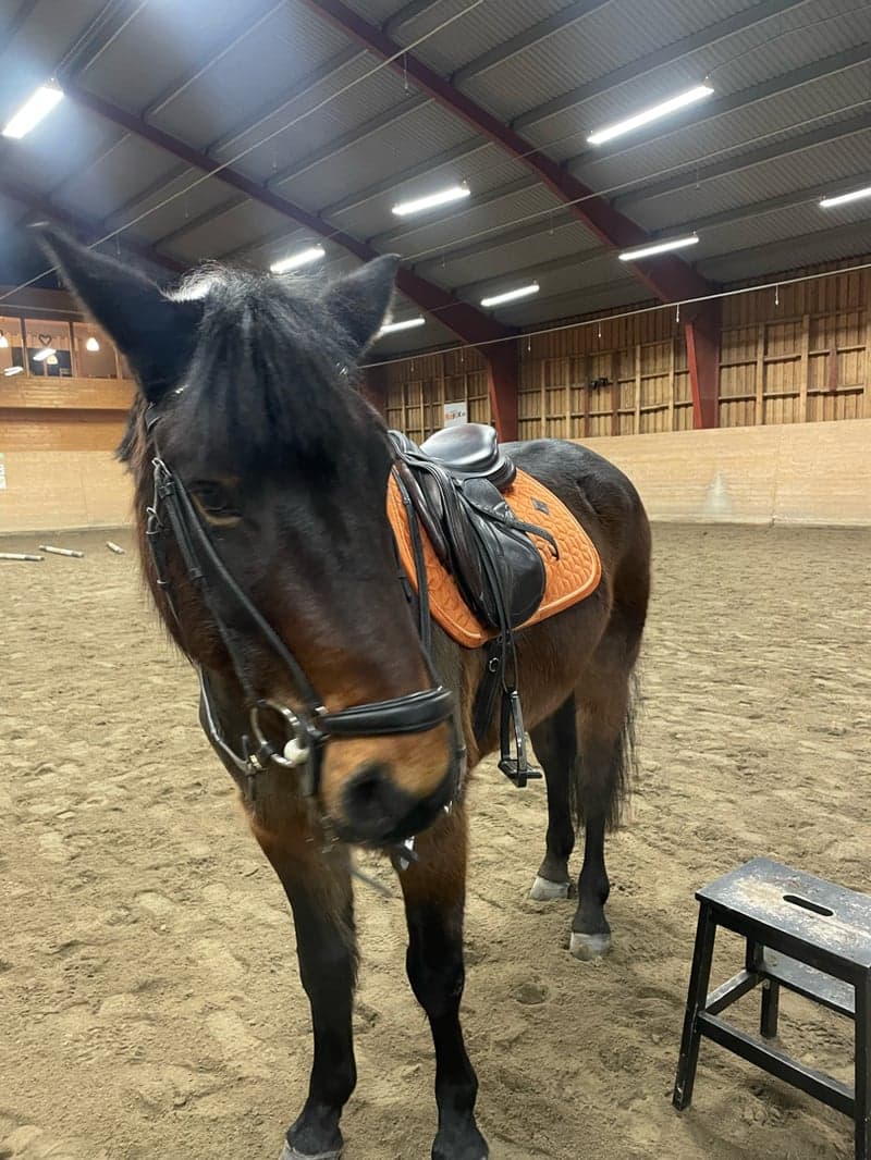 Bild 2 av Rosscon May Leaf