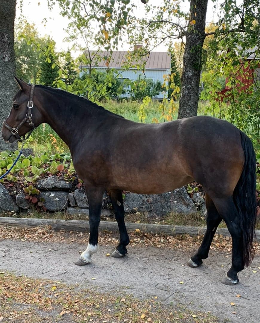 Bild 1 av Super hoppstammat connemarasto