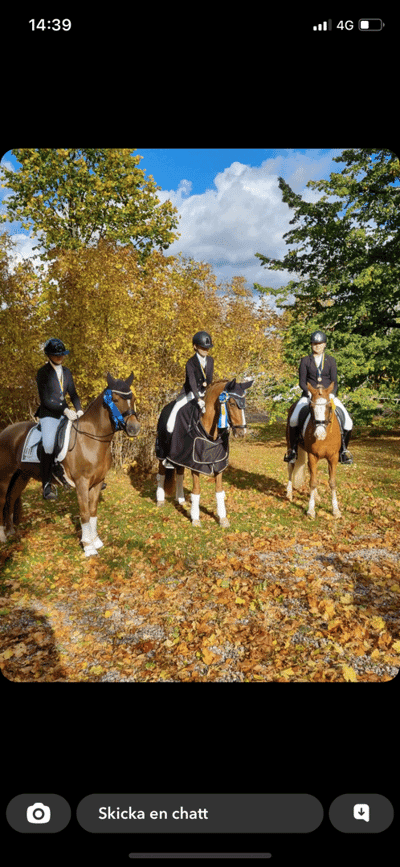 Post 17 of German Riding Pony with title Dm brons🥉