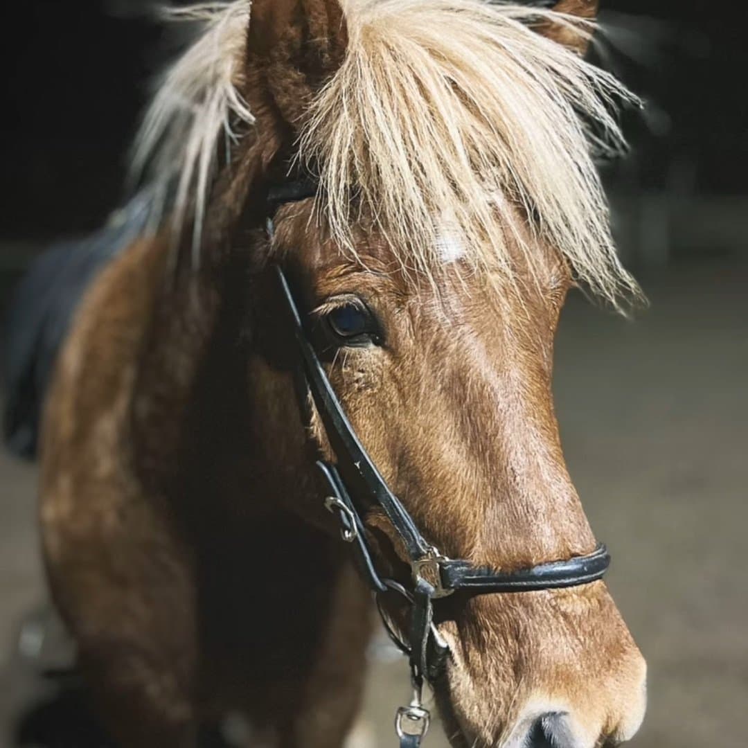 Image 1 of Stjörnuglóð Frá Geirlandi