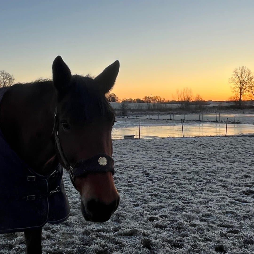 Bild 1 av Bowie