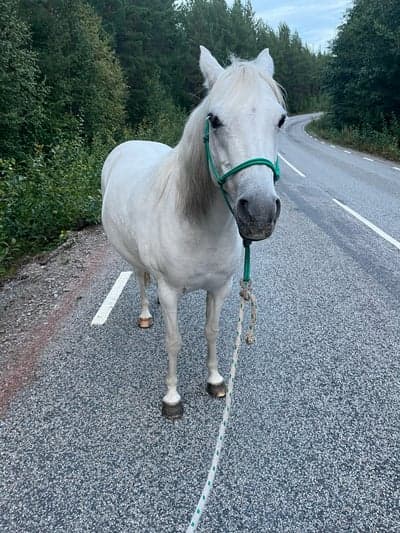 Inlägg 24 av Welshponny med titeln ❤️❤️