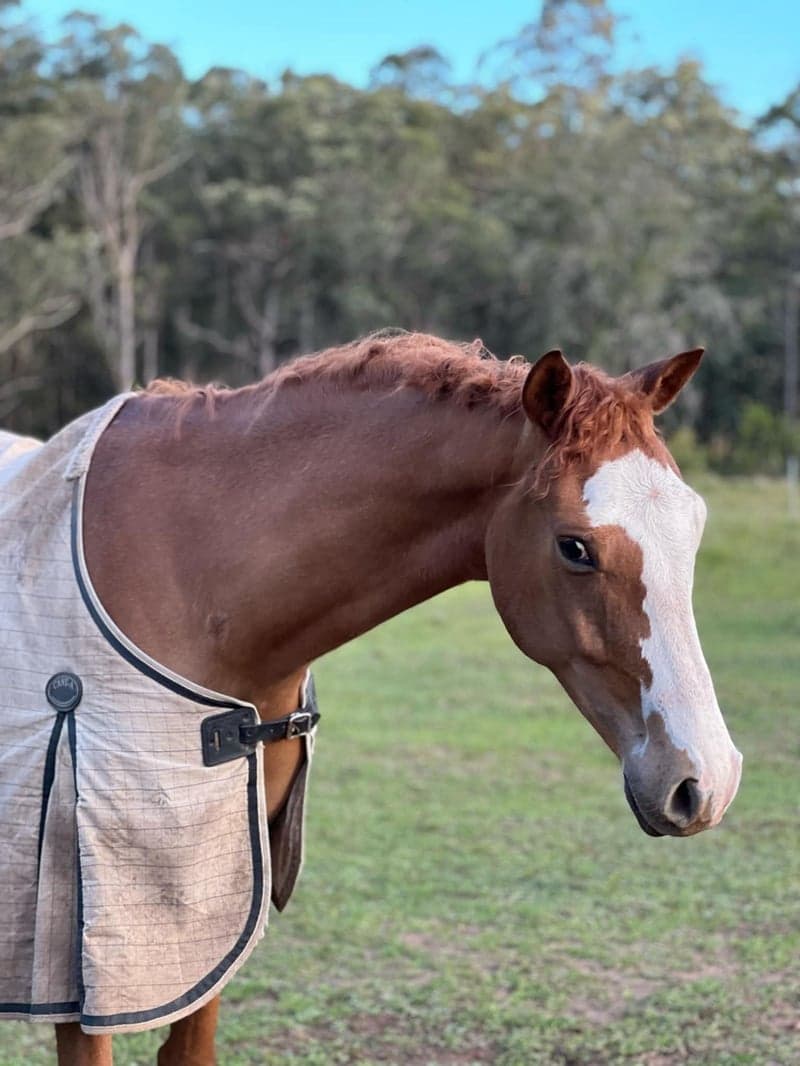 Bild 2 av Talangfull valack