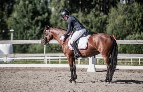 Bild av Fin fullstammad Svensk Ridponny