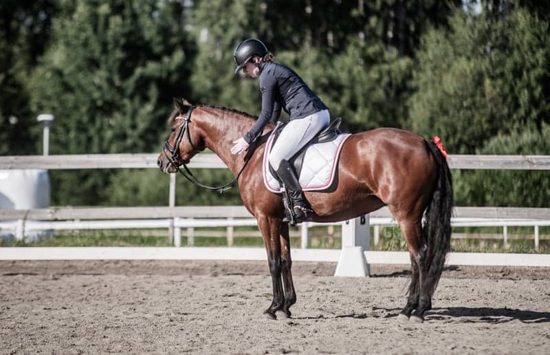 Bild 3 av Ragnarps Minerva