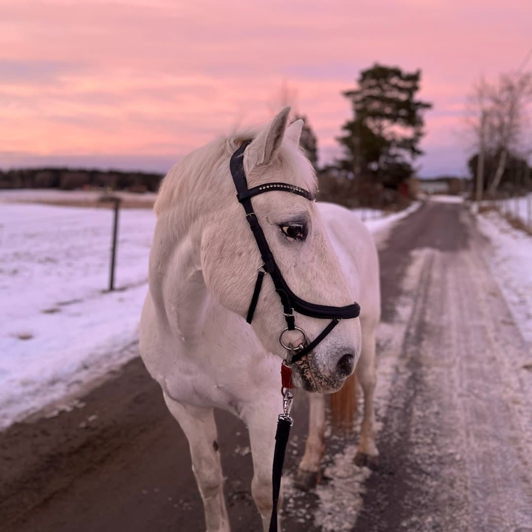 Bild 1 av Robinson Lacoste