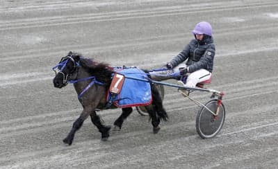 Inlägg 15 av Trav med titeln Ponnytrav 