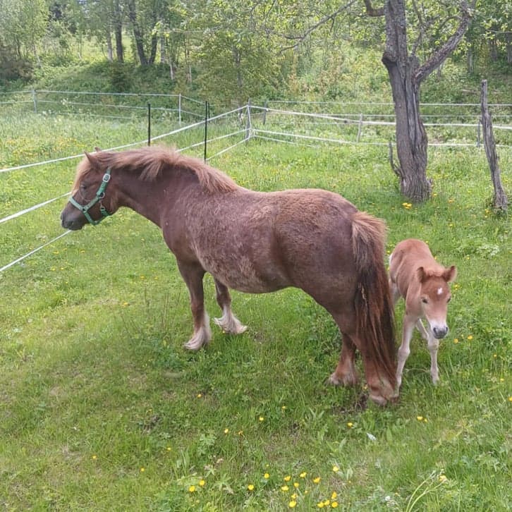 Bild 2 av Stenstugu Dunder
