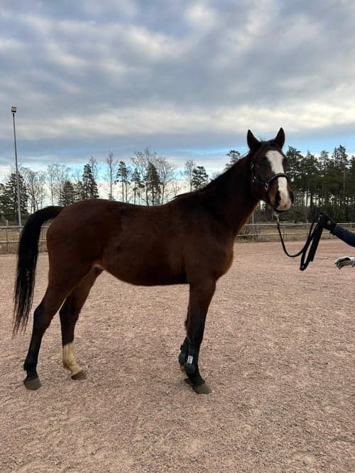 Bild av 🌟 Lovande 3-åring med fantastiskt temperament