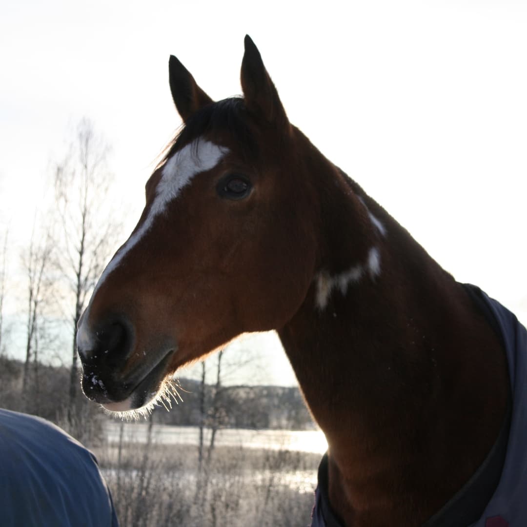 Bild 1 av placeholder text