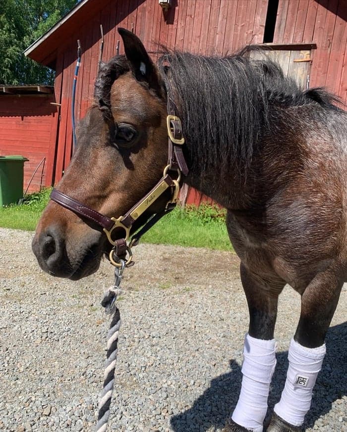 Media 1 av Hippotekets Polis